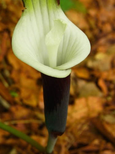 Image of Arisaema sikokianum by no rights reserved