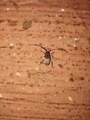Ecyrus