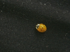 Harmonia axyridis
