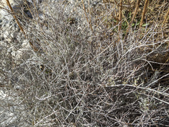 Eriogonum wrightii nodosum