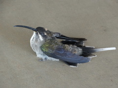 Phaethornis hispidus