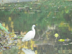 Egretta garzetta