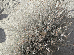 Eriogonum wrightii nodosum