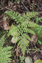 Cystopteris sudetica image