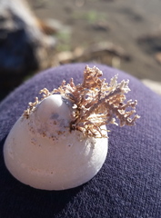 Calliarthron tuberculosum