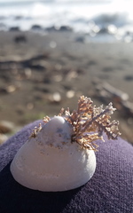 Calliarthron tuberculosum