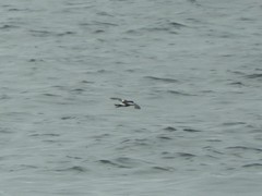 Oceanites pincoyae