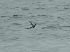 Oceanites pincoyae