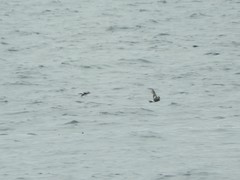 Oceanites pincoyae