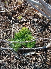 Lomatium grayi
