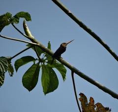 Brachygalba albogularis