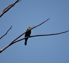 Brachygalba albogularis