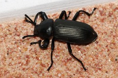 Pycnocerus passerini