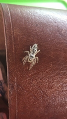 Mburuvicha galianoae