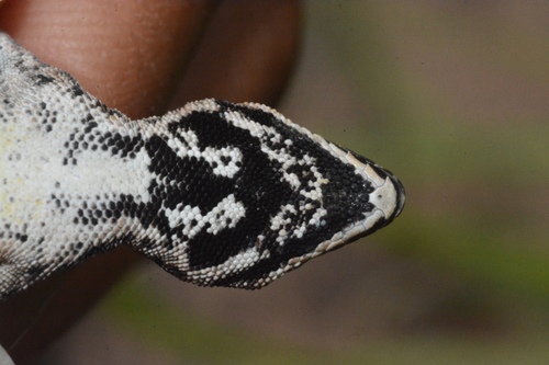 Lygodactylus kibera