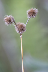 Juncus brachycarpus