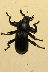 Pycnocerus passerini