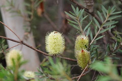 Banksia canei