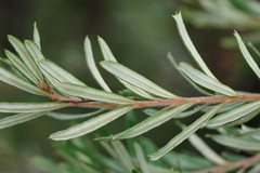 Banksia canei