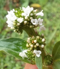 Spermacoce palustris