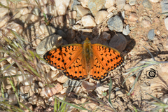 Argynnis niobe