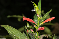 Ruellia angustiflora