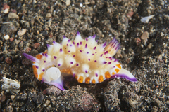 Mexichromis multituberculata