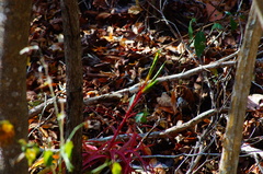 Tillandsia roland-gosselinii