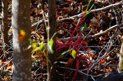 Tillandsia roland-gosselinii