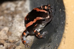 Phrynomantis bifasciatus
