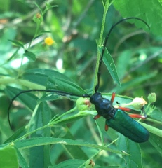 Deltaspis rubriventris