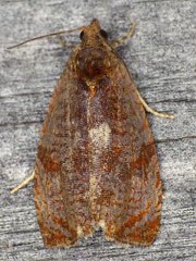 Olethreutes submissanum