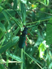 Deltaspis rubriventris