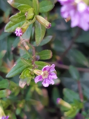 Cuphea hyssopifolia