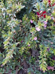 Cuphea hyssopifolia