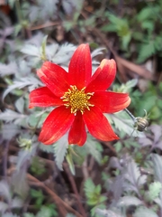 Dahlia coccinea