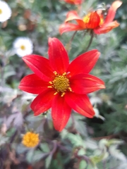 Dahlia coccinea