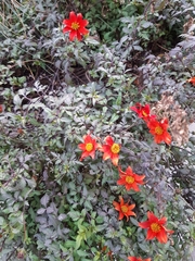 Dahlia coccinea