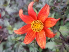 Dahlia coccinea