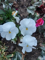 Viola