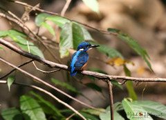 Alcedo atthis hispidoides