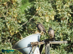 Acridotheres tristis