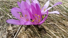 Colchicum bulbocodium