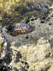 Cellana sandwicensis