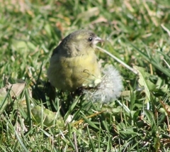 Spinus psaltria