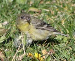 Spinus psaltria