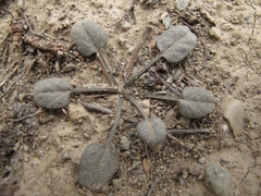 Convolvulus verecundus