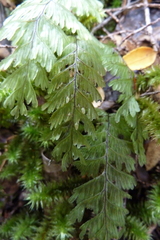 Hymenophyllum pectinatum