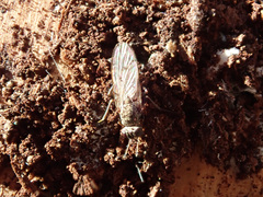 Lispocephala alma