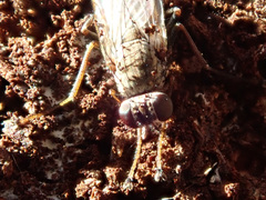 Lispocephala alma